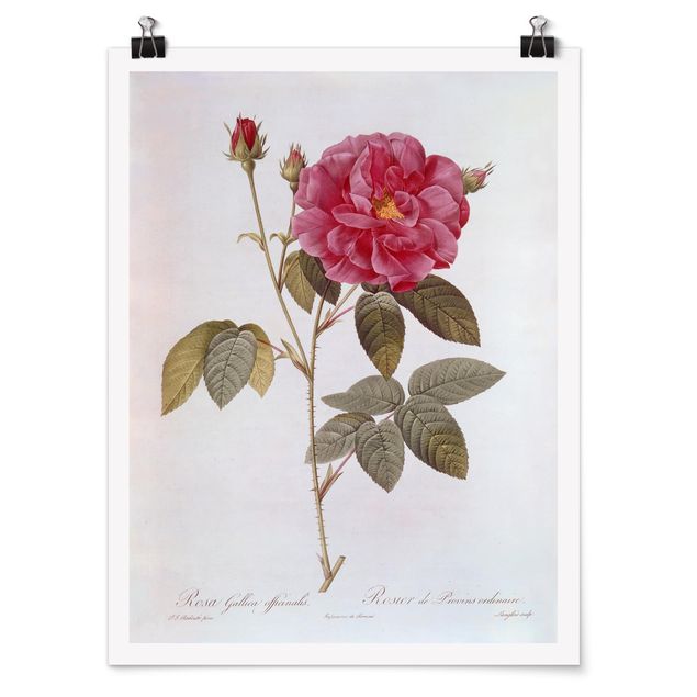 Poster art print - Pierre Joseph Redoute - Apothecary's Rose