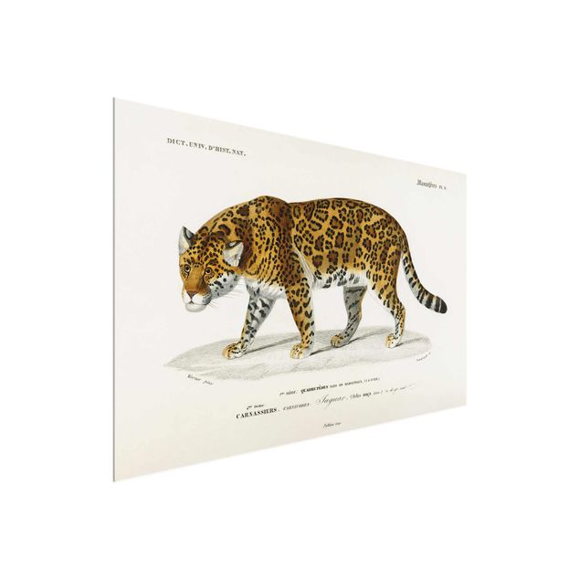 Glass print - Vintage Board Jaguar