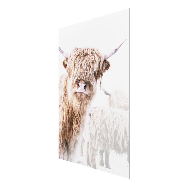 Print on aluminium - Highland Cattle Karlo