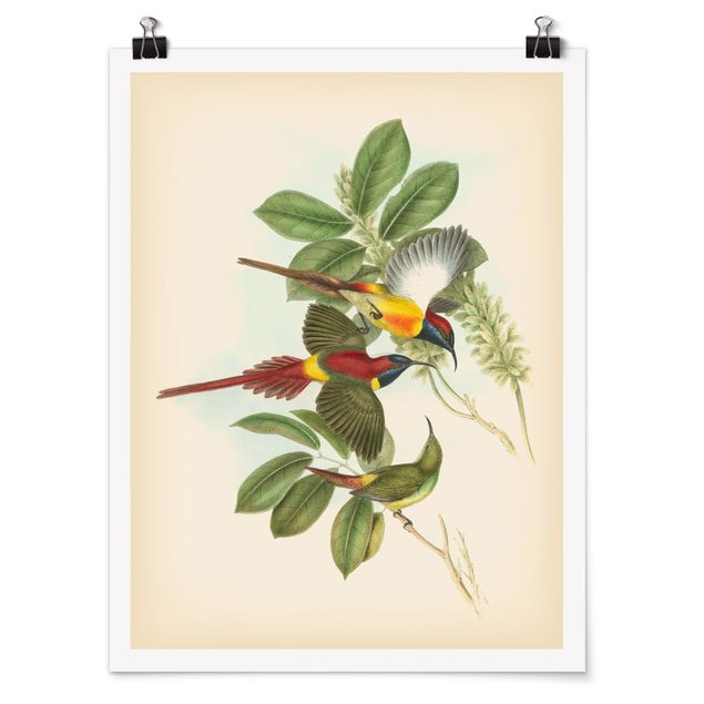 Poster - Vintage Illustration Tropical Birds III