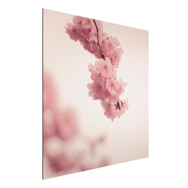 Aluminium dibond Pale Pink Spring Flower With Bokeh