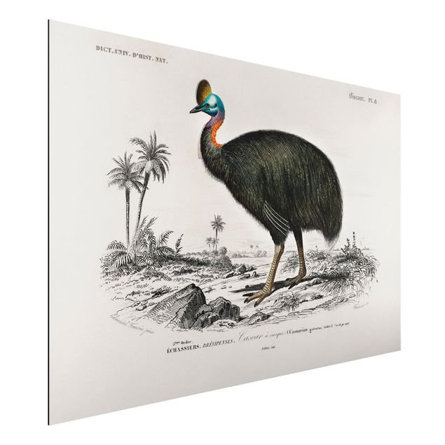 Dibond Vintage Board Emu