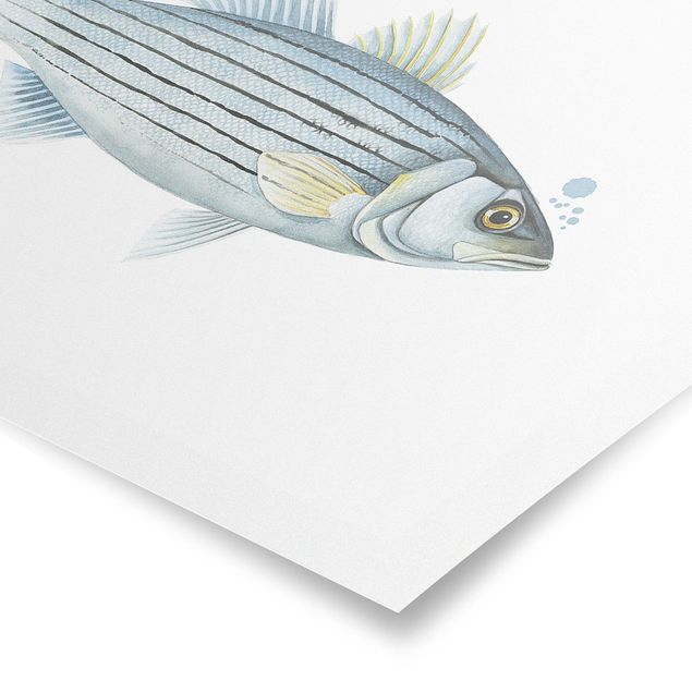 Poster - Color Catch - White Perch