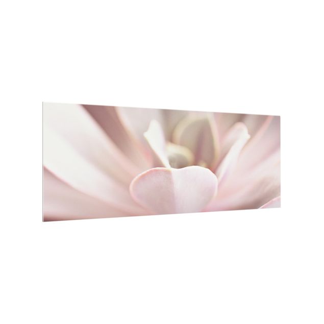 Splashback - Light Pink Succulent Flower - Panorama 5:2