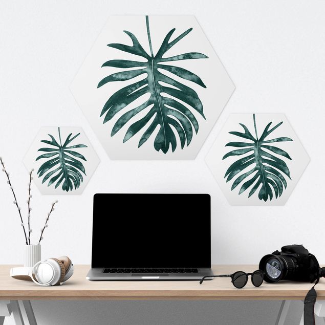 Forex hexagon - Emerald Philodendron Angustisectum