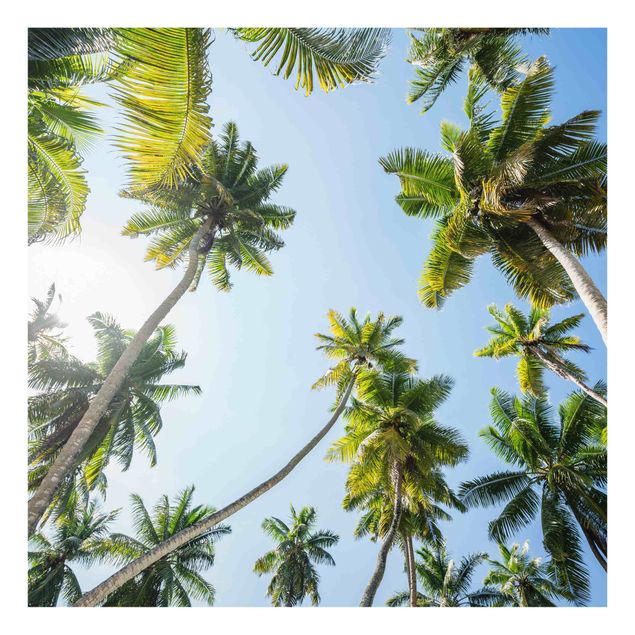 Splashback - Palm Tree Canopy - Square 1:1