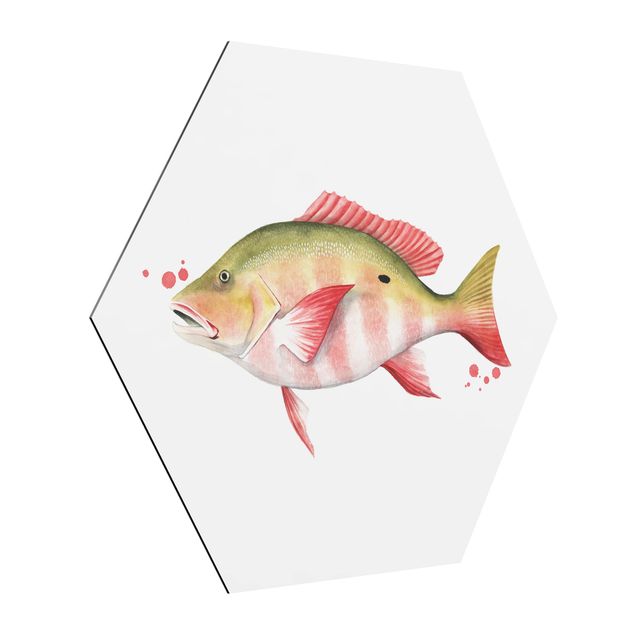 Alu-Dibond hexagon - Color Catch - Northern Red Snapper