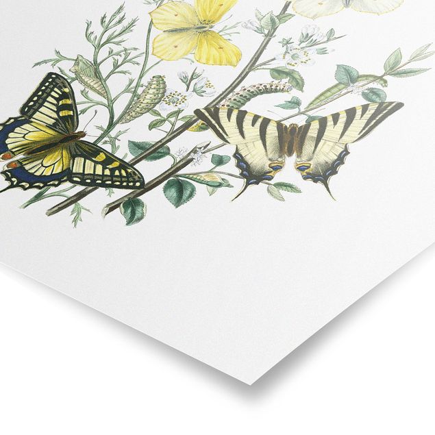 Poster - British Butterflies III