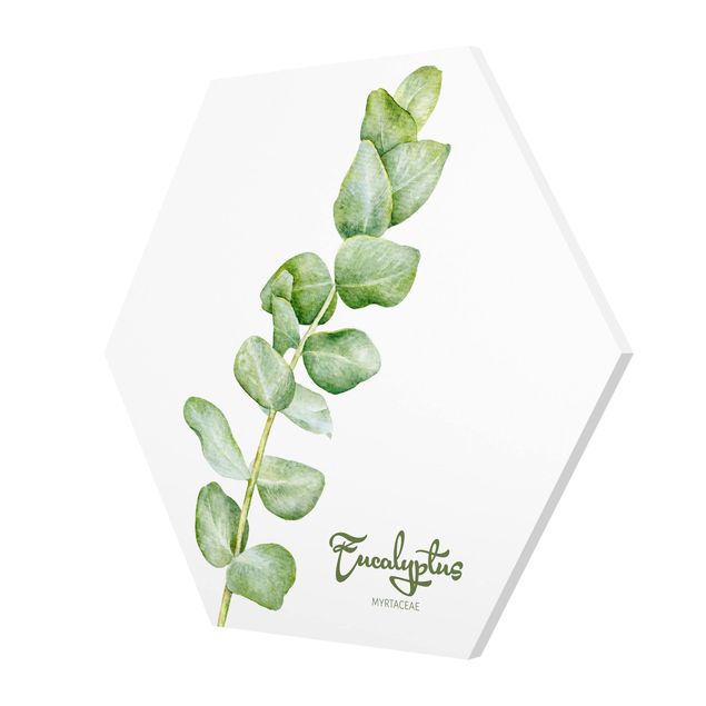 Forex hexagon - Watercolour Botany Eucalyptus