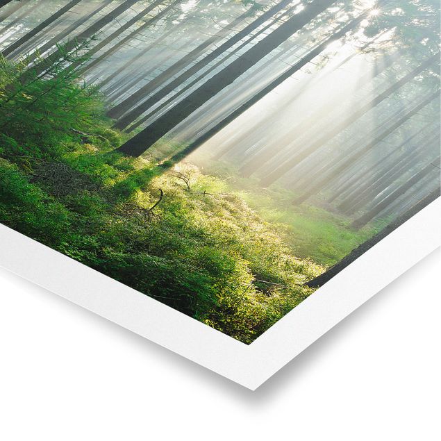 Poster - Enlightened Forest