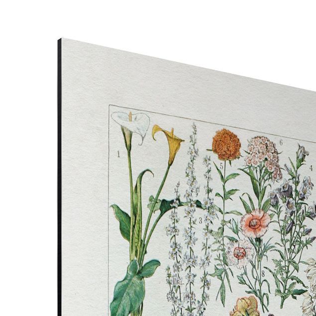 Print on aluminium - Vintage Board Flowers I