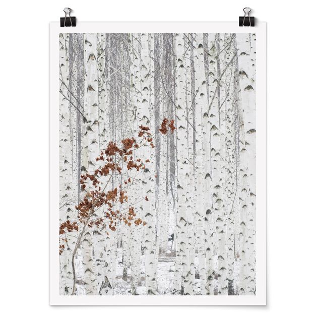 Poster forest - Birch Trees In Autumn