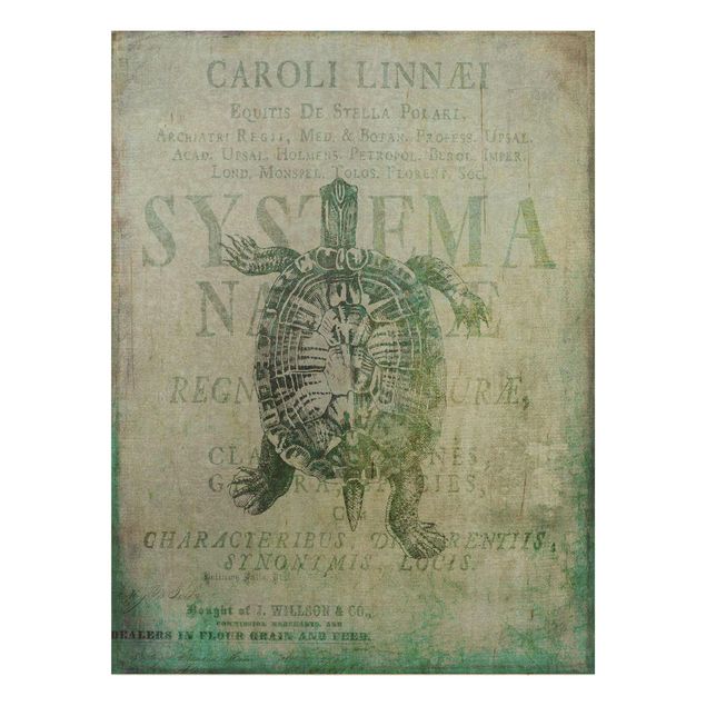 Print on wood - Vintage Collage - Antique Turtle