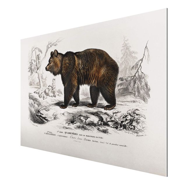 Print on aluminium - Vintage Board Brown Bear