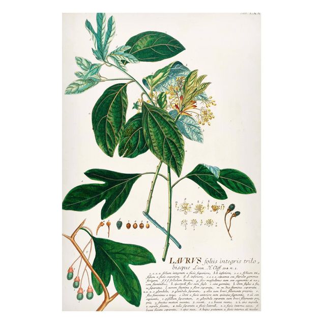 Magnetic memo board - Vintage Botanical Illustration Laurel