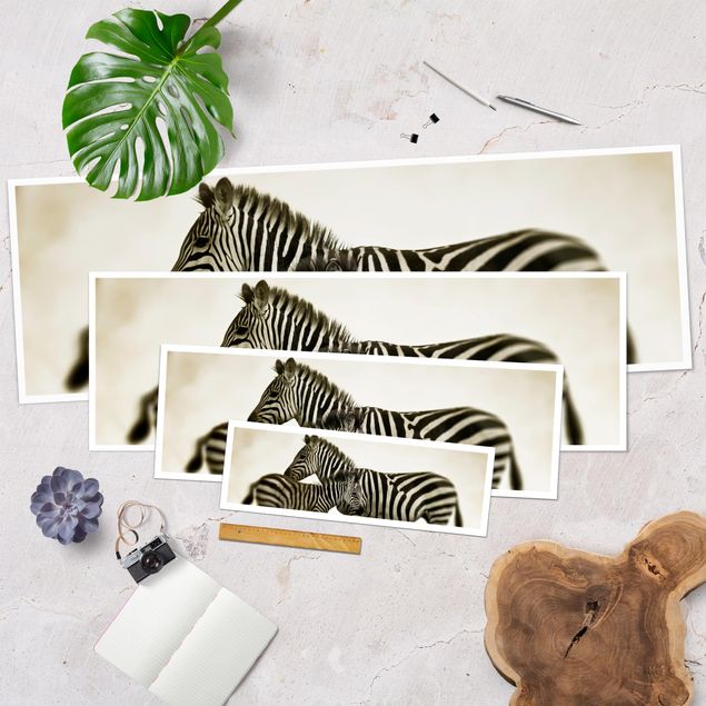 Panoramic poster animals - Zebra Couple