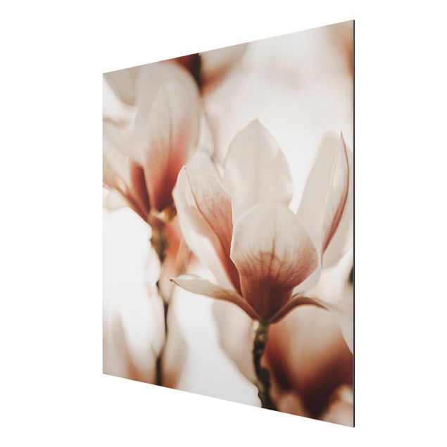 Print on aluminium - Delicate Magnolia Flowers In An Interplay Of Light And Shadows