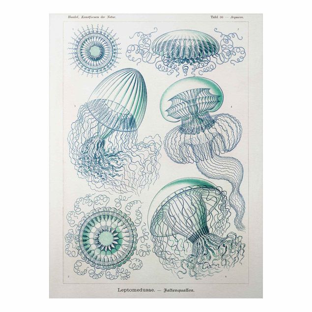 Print on aluminium - Vintage Board Jellyfish In Blue