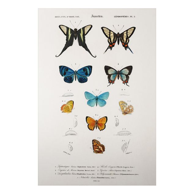 Print on aluminium - Vintage Board Butterflies I