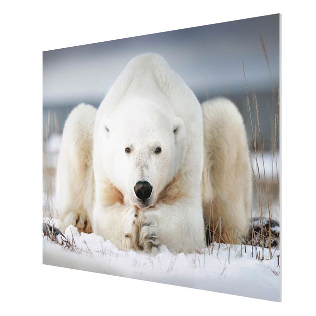 Forex print - Contemplative Polar Bear
