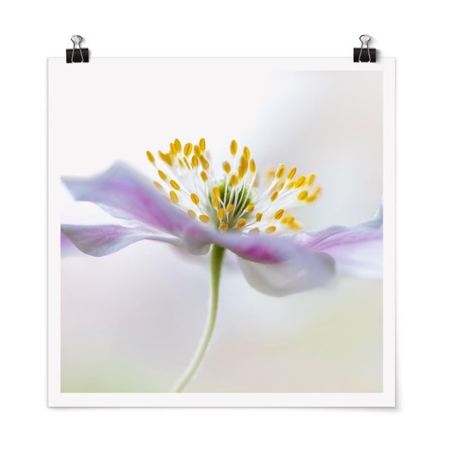 Poster - Windflower In White