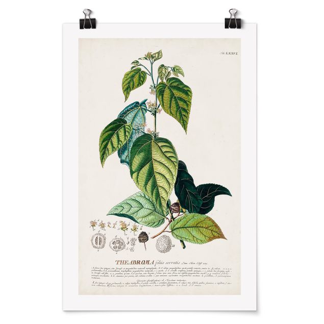 Poster - Vintage Botanical Illustration Cocoa