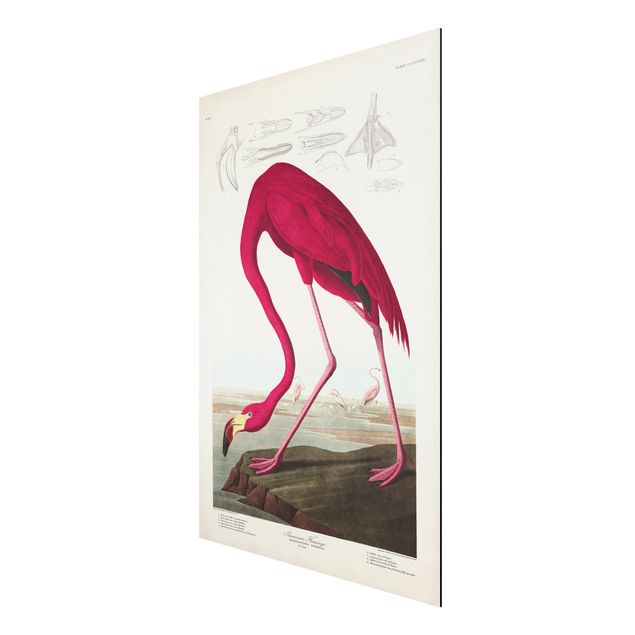 Print on aluminium - Vintage Board American Flamingo