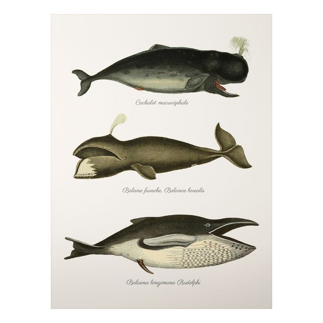 Print on aluminium - Three Vintage Whales