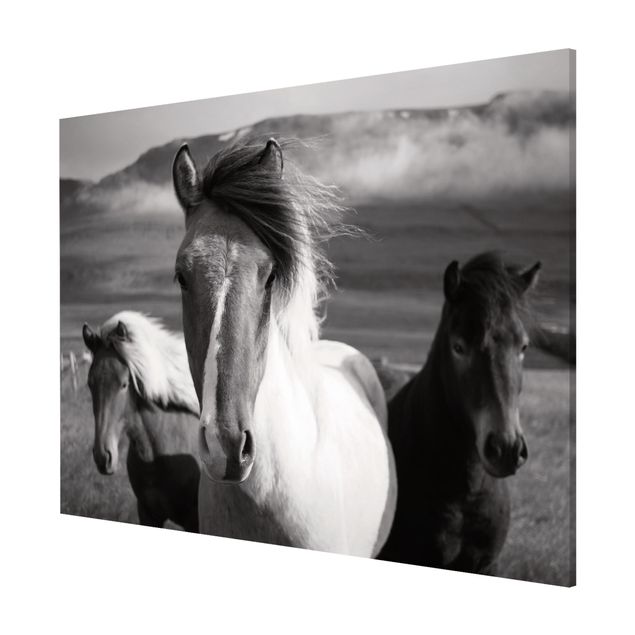 Magnetic memo board - Wild Horses Black And White