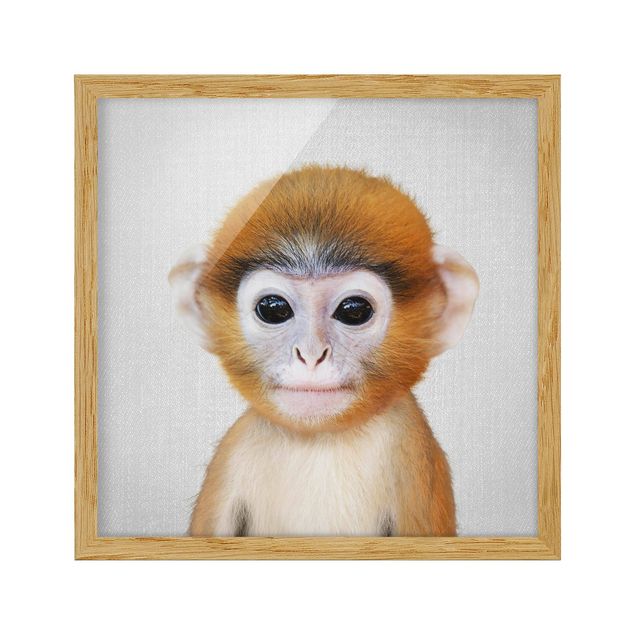 Framed poster - Baby Monkey Anton