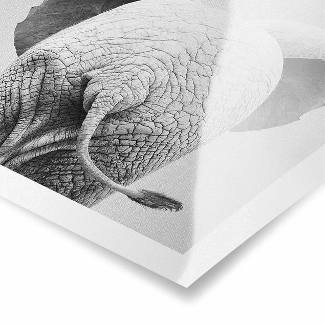 Poster art print - Baby Elephant From Behind Black And White