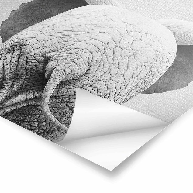 Poster art print - Baby Elephant From Behind Black And White