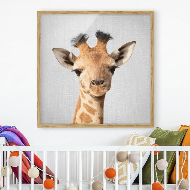 Framed poster - Baby Giraffe Gandalf
