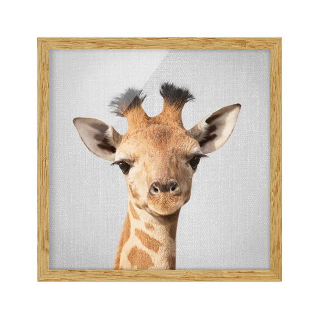 Framed poster - Baby Giraffe Gandalf