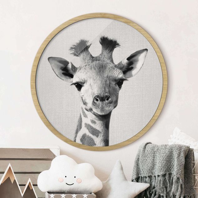 Framed prints round Baby Giraffe Gandalf Black And White