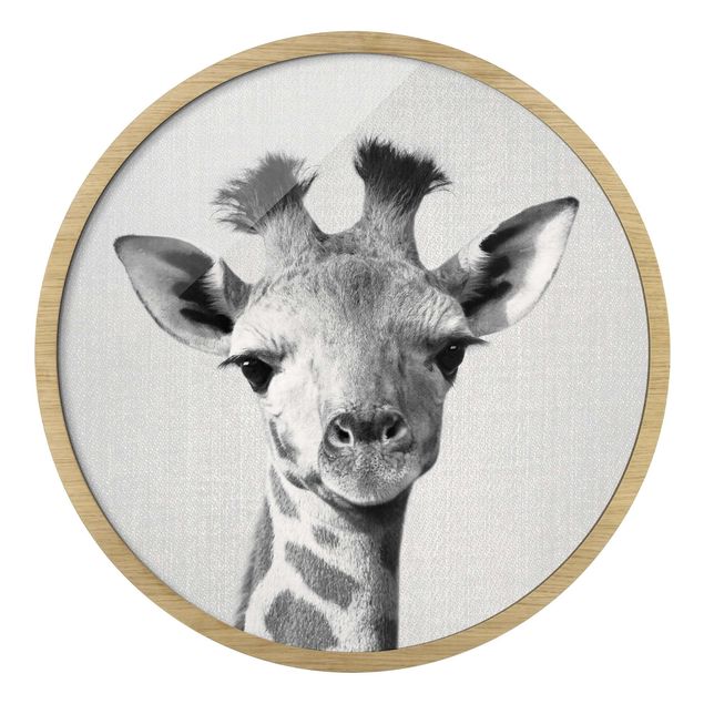 Circular framed print - Baby Giraffe Gandalf Black And White