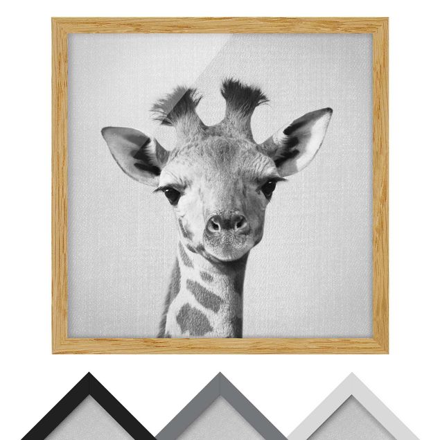 Framed poster - Baby Giraffe Gandalf Black And White