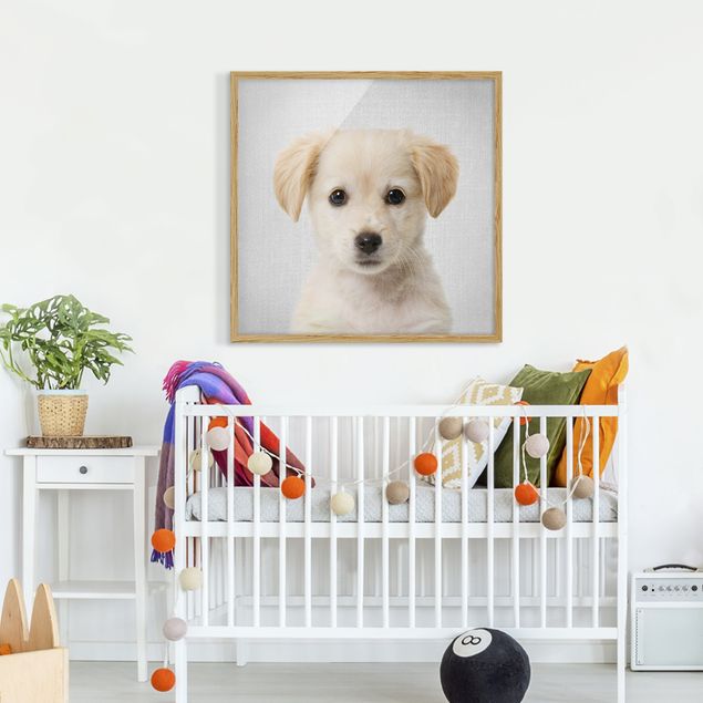 Framed poster - Baby Golden Retriever Gizmo