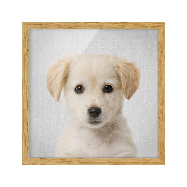 Framed poster - Baby Golden Retriever Gizmo