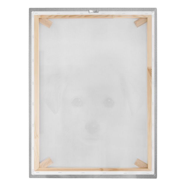 Canvas print - Baby Golden Retriever Gizmo Black And White - Portrait format 3:4