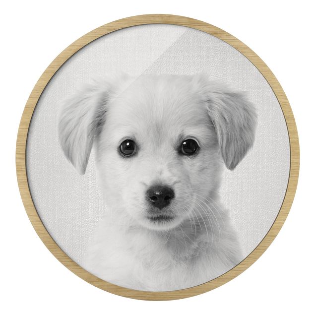 Circular framed print - Baby Golden Retriever Gizmo Black And White