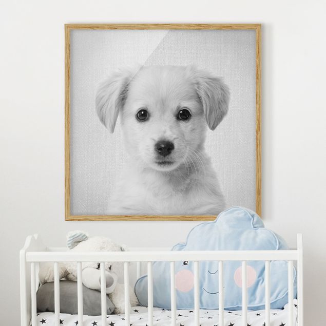 Framed poster - Baby Golden Retriever Gizmo Black And White