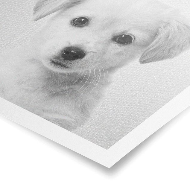 Poster art print - Baby Golden Retriever Gizmo Black And White