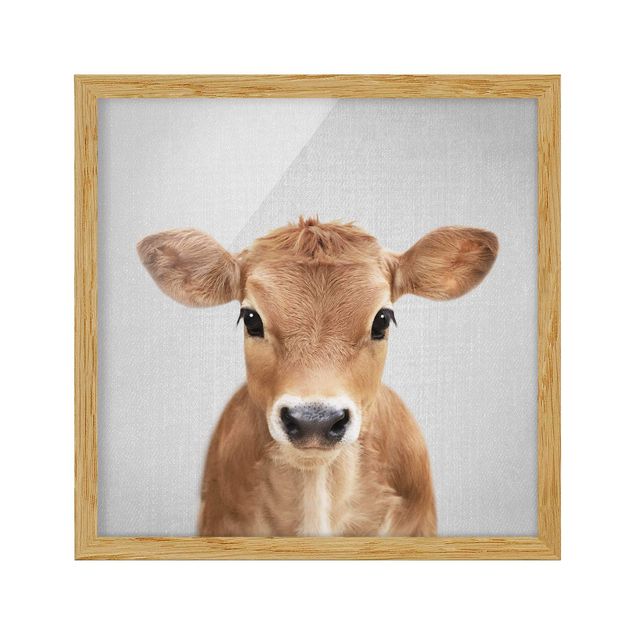 Framed poster - Baby Cow Kira