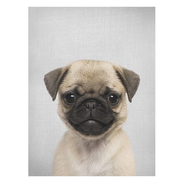 Canvas print - Baby Pug Moritz - Portrait format 3:4