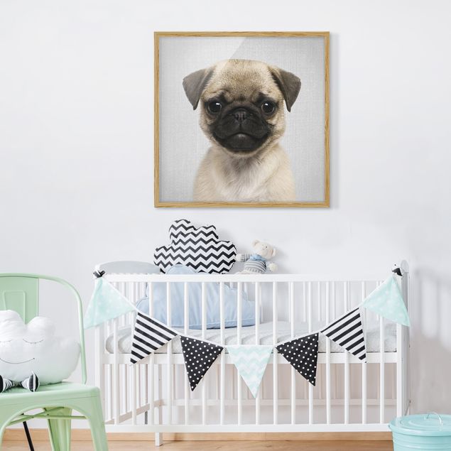 Framed poster - Baby Pug Moritz