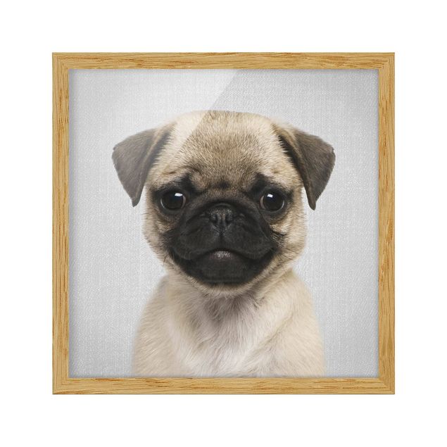 Framed poster - Baby Pug Moritz