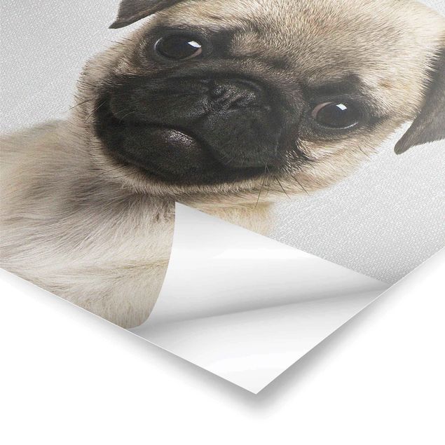 Poster art print - Baby Pug Moritz