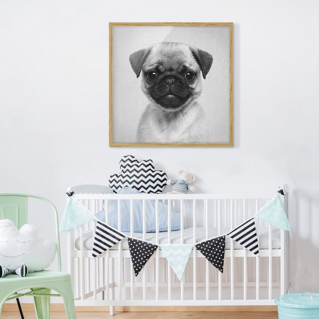 Framed poster - Baby Pug Moritz Black And White