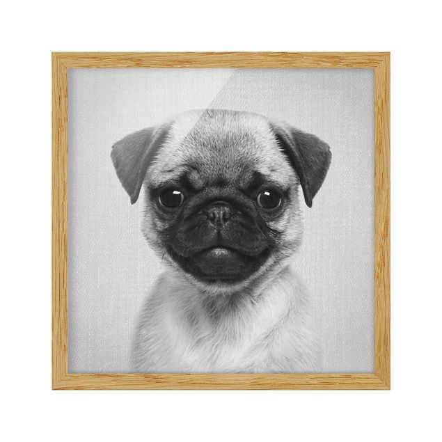 Framed poster - Baby Pug Moritz Black And White